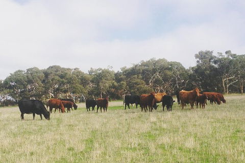 Waitpinga Farm Quad-Bike Tour - Hotel WA 0