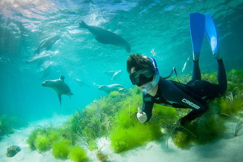 Half-Day Sea Lion Snorkeling Tour From Port Lincoln - Hotel WA 0