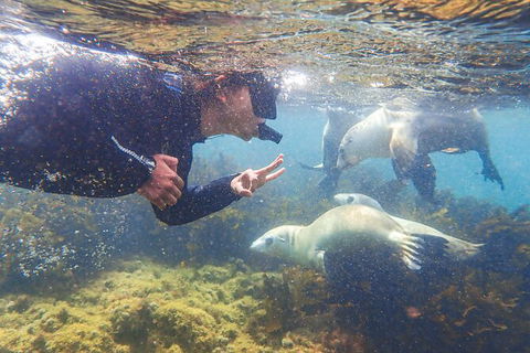 Half-Day Sea Lion Snorkeling Tour From Port Lincoln - Hotel WA 8