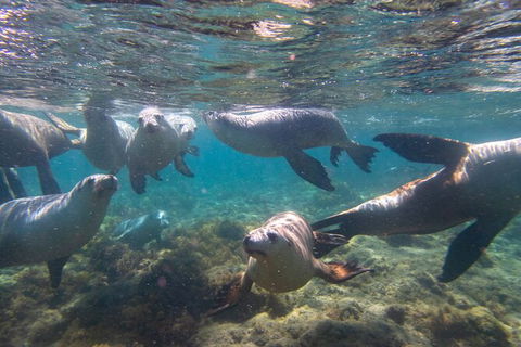 Half-Day Sea Lion Snorkeling Tour From Port Lincoln - Hotel WA 2