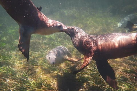 Half-Day Sea Lion Snorkeling Tour From Port Lincoln - Hotel WA 6
