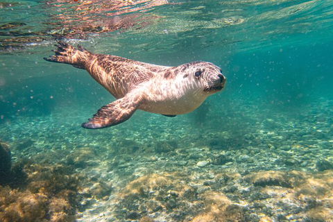 Half-Day Sea Lion Snorkeling Tour From Port Lincoln - Hotel WA 4