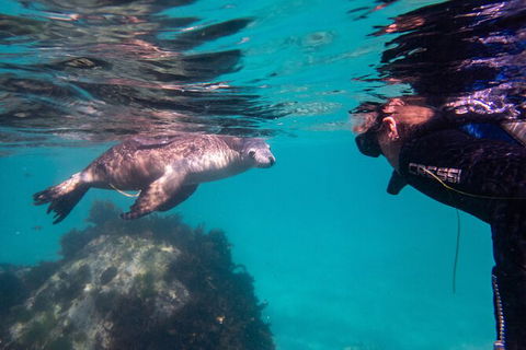 Half-Day Sea Lion Snorkeling Tour From Port Lincoln - Hotel WA 5
