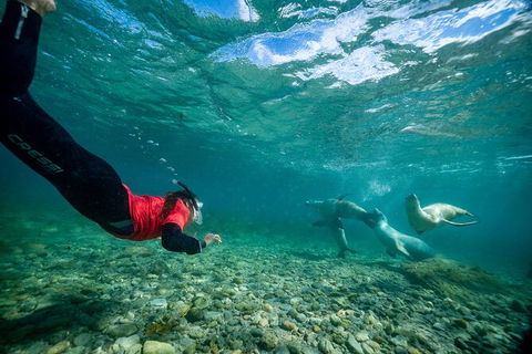 Half-Day Sea Lion Snorkeling Tour From Port Lincoln - Hotel WA 1