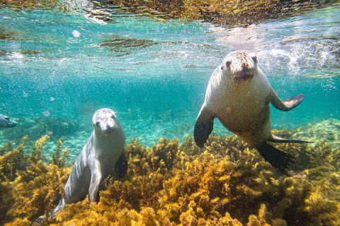 Half-Day Sea Lion Snorkeling Tour From Port Lincoln - Hotel WA 7