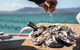 Experience Coffin Bay Oyster Farm And Bay Tour - thumb 0