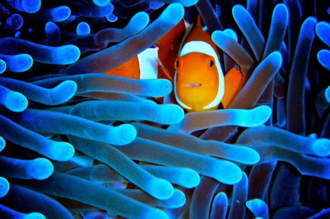 5-Day Best Of Cairns With Daintree, Kuranda, And Great Barrier Reef - Hotel WA 0