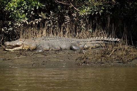 5-Day Best Of Cairns With Daintree, Kuranda, And Great Barrier Reef - Hotel WA 10