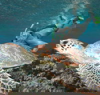 Great Barrier Reef Sailing and Snorkeling Cruise from Port Douglas - Hotel WA