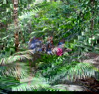 Full Day Daintree Rainforest and Mossman Gorge Tour - Hotel WA