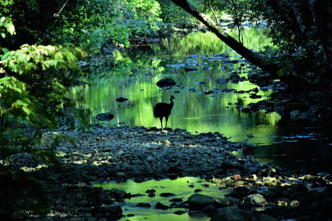 Daintree - Cape Tribulation & Atherton Tablelands Tours From Port Douglas - Hotel WA 1