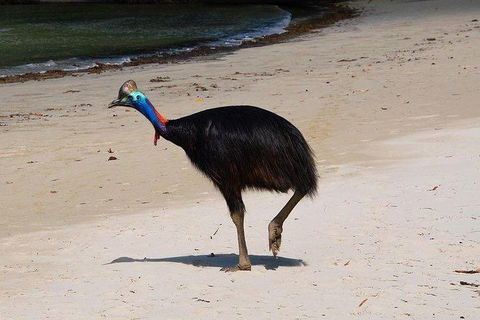 Daintree - Cape Tribulation & Atherton Tablelands Tours From Port Douglas - Hotel WA 17