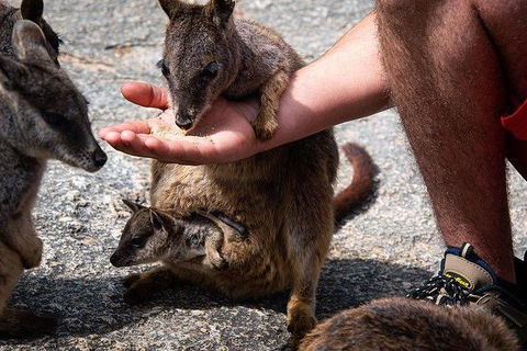 Daintree - Cape Tribulation & Atherton Tablelands Tours From Port Douglas - Hotel WA 4