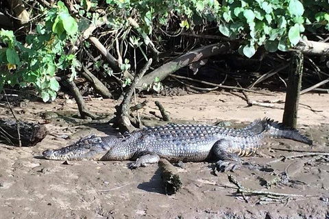 Daintree - Cape Tribulation & Atherton Tablelands Tours From Port Douglas - Hotel WA 24