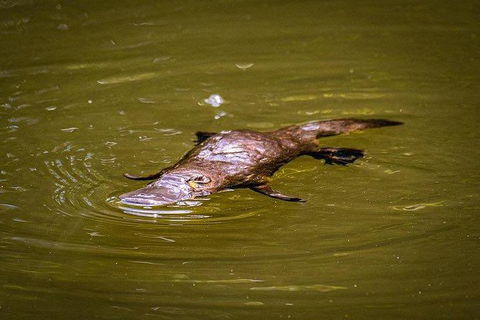 Daintree - Cape Tribulation & Atherton Tablelands Tours From Port Douglas - Hotel WA 27