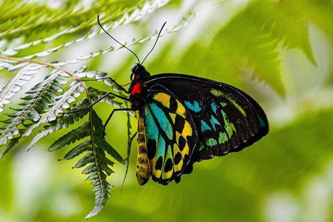 Daintree - Cape Tribulation & Atherton Tablelands Tours From Port Douglas - Hotel WA 19