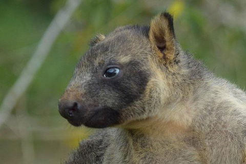 Daintree - Cape Tribulation & Atherton Tablelands Tours From Port Douglas - Hotel WA 8