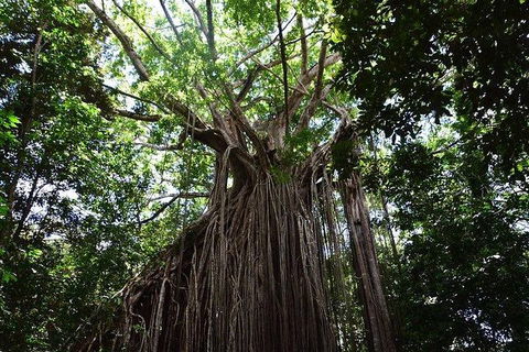 Daintree - Cape Tribulation & Atherton Tablelands Tours From Port Douglas - Hotel WA 20