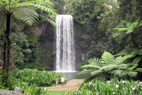 Daintree - Cape Tribulation & Atherton Tablelands Tours From Port Douglas - Hotel WA 12