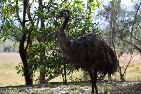 Daintree - Cape Tribulation & Atherton Tablelands Tours From Port Douglas - Hotel WA 29