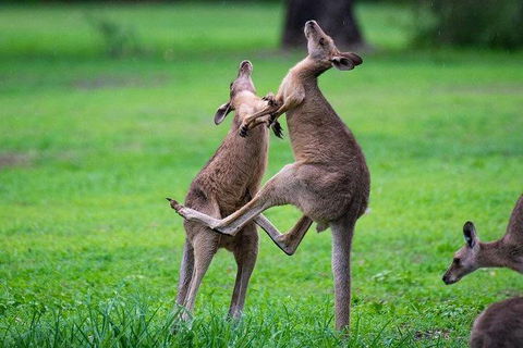 Daintree - Cape Tribulation & Atherton Tablelands Tours From Port Douglas - Hotel WA 14