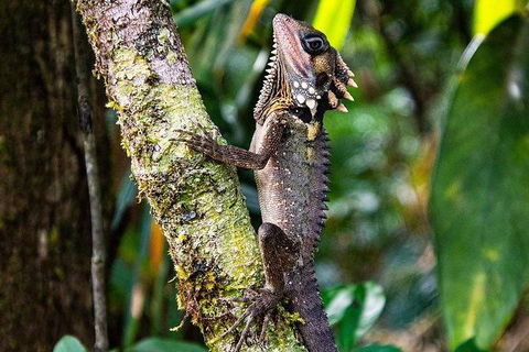 Daintree - Cape Tribulation & Atherton Tablelands Tours From Port Douglas - Hotel WA 7