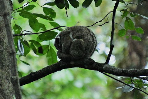 Daintree - Cape Tribulation & Atherton Tablelands Tours From Port Douglas - Hotel WA 11