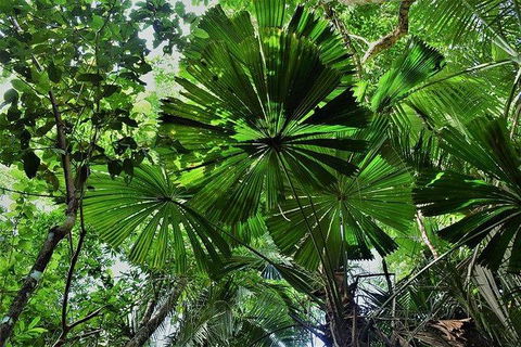 Daintree - Cape Tribulation & Atherton Tablelands Tours From Port Douglas - Hotel WA 22