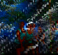 Daintree Rainforest Night Walk from Cape Tribulation - Hotel WA