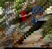 Mossman Gorge Dreamtime Walk and Low Isles Snorkeling and Sailing Cruise - Hotel WA