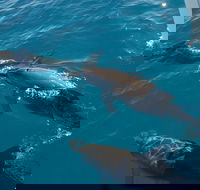 Fraser Island  Dolphin Sailing Adventure - Hotel WA