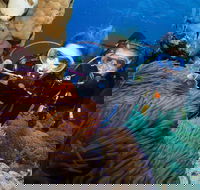 Quicksilver Dive 4 Day PADI Learn to Dive Course - Hotel WA