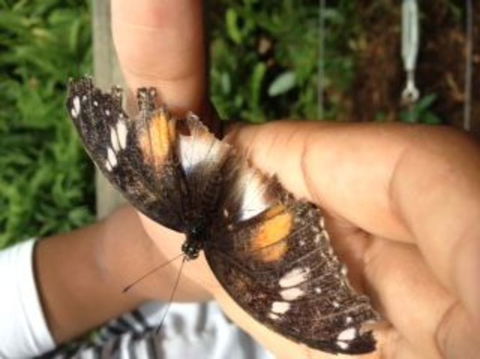 Kuranda Full-Day Small-Group Tour From Port Douglas - Hotel WA 8