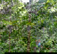 Cape Tribulation and Jungle Surfing Adventure Day from Port Douglas - Hotel WA