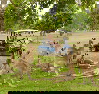 Small-Group Wildlife and Rainforest Tour from Port Douglas - Hotel WA