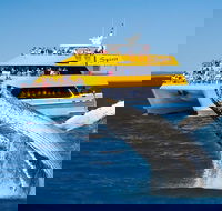 Spirit of Hervey Bay Whale Watching Cruise - Hotel WA