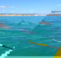 Half-Day Kayak with Dolphins and 4WD Beach Drive from Rainbow Beach - Hotel WA