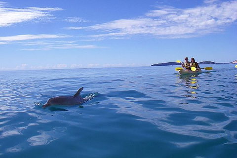 Half-Day Kayak With Dolphins And 4WD Beach Drive From Rainbow Beach - Hotel WA 9