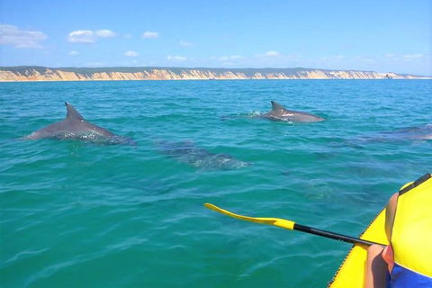 Half-Day Kayak With Dolphins And 4WD Beach Drive From Rainbow Beach - Hotel WA 2
