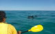 Half-Day Kayak With Dolphins And 4WD Beach Drive From Rainbow Beach - thumb 6