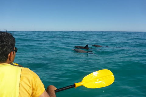 Half-Day Kayak With Dolphins And 4WD Beach Drive From Rainbow Beach - Hotel WA 6