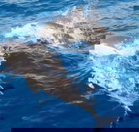 Port Stephens Day Tour From Sydney Including 4WD Sandboarding and Dolphins - Hotel WA