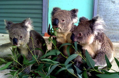 Cohunu Koala Park - Hotel WA 0