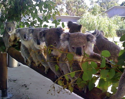 Cohunu Koala Park - Hotel WA 1