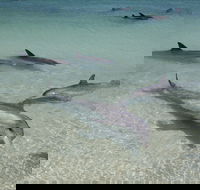 Dolphins of Monkey Mia - Hotel WA