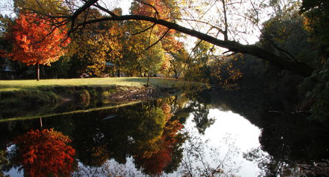 Jamieson Significant Trees - Hotel WA 0