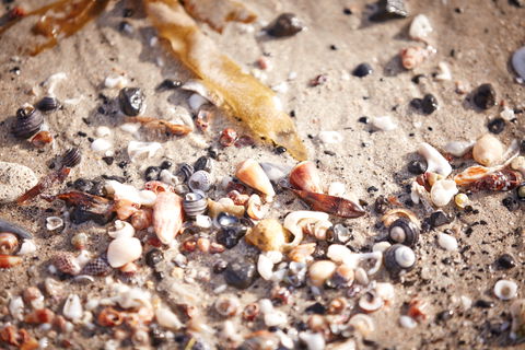 Mushroom Reef Beach - Hotel WA 1