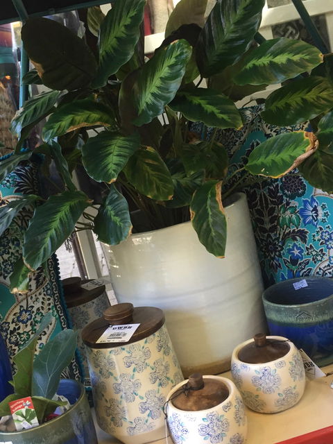 Noreen's Seaside Shop - Hotel WA 0