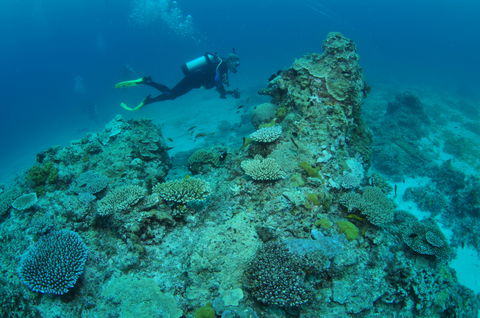 Second Reef Dive Site - Hotel WA 1