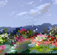 Blue Lotus Water Garden - Hotel WA